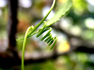 selective focus photography of plant's vine