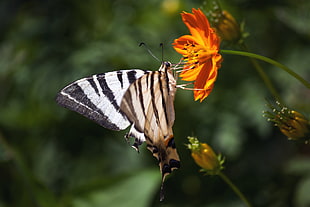 zebra swallowtail butterfly during daytime HD wallpaper
