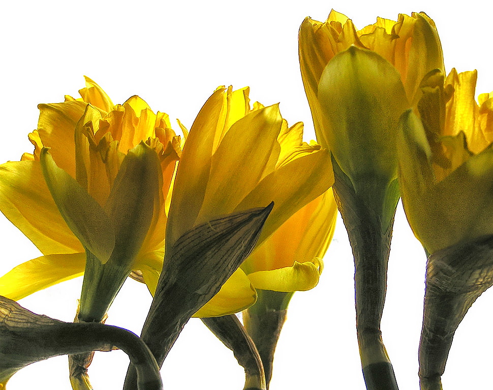 yellow Daffodils closeup photography HD wallpaper