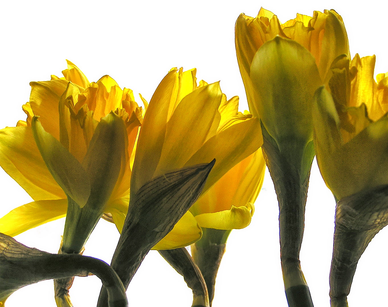 yellow Daffodils closeup photography