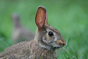 brown rabbit photography, eastern cottontail rabbit, sylvilagus floridanus HD wallpaper