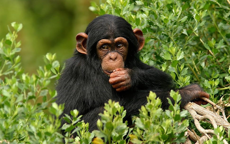 ape between green leaf plants HD wallpaper