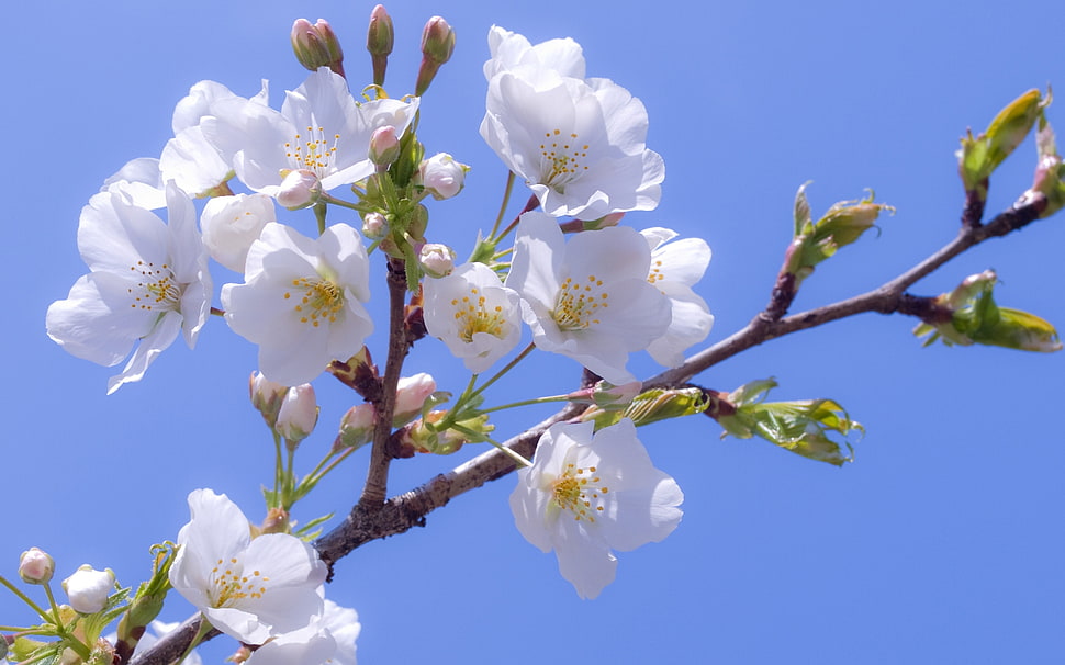 shallow focus photography of white Apple Blossoms HD wallpaper