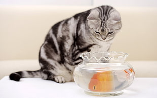 silver tabby cat watching over fish bowl with fish