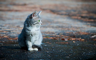 focus photography of gray cat on gray concrete road during daytime