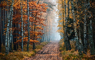 trail forest, fall, trees, dirtroad, nature HD wallpaper