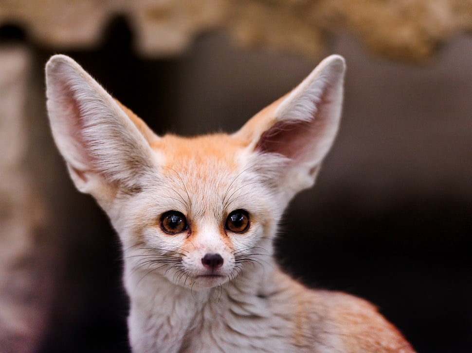 brown fennec fox, fennec, animals HD wallpaper