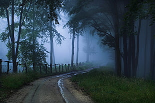road beside trees covered with fog HD wallpaper