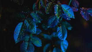 green leafed plant, simple, blue, dark, leaves HD wallpaper