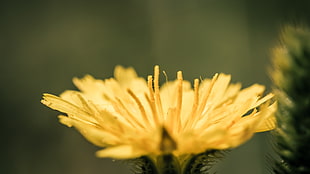 tilt lens photography of yellow petaled flower