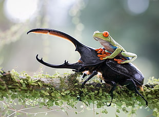 green frog riding on beetle