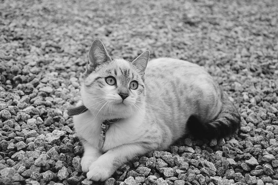 short-fur cat, Cat, Cute, Lying HD wallpaper