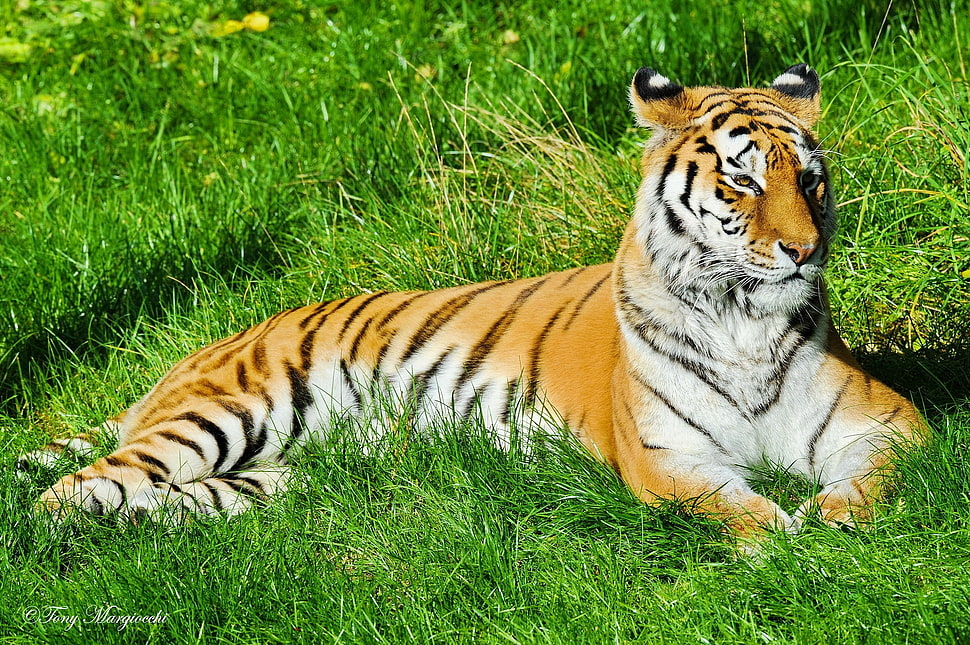 orange stripe tiger laying on green grass HD wallpaper