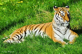 orange stripe tiger laying on green grass