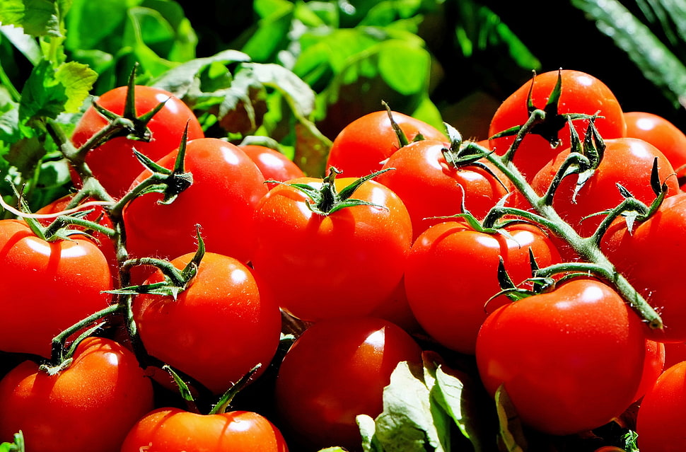 red tomatoes HD wallpaper