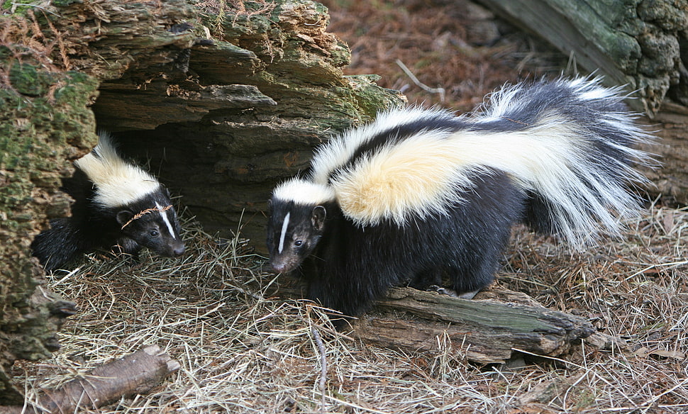 two Skunks on tree cove HD wallpaper