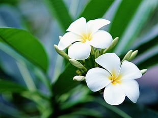 tilt shift lens photography of two white flowers HD wallpaper
