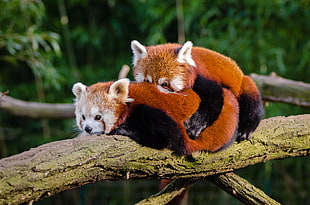 Red Pandas HD wallpaper