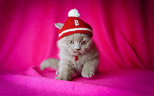 gray cat with knit cap