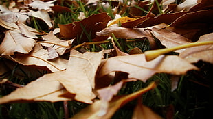 brown dried leaves, nature, leaves HD wallpaper