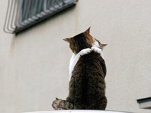 photo of two brown and Calico tabby cat hugging near white concrete wall