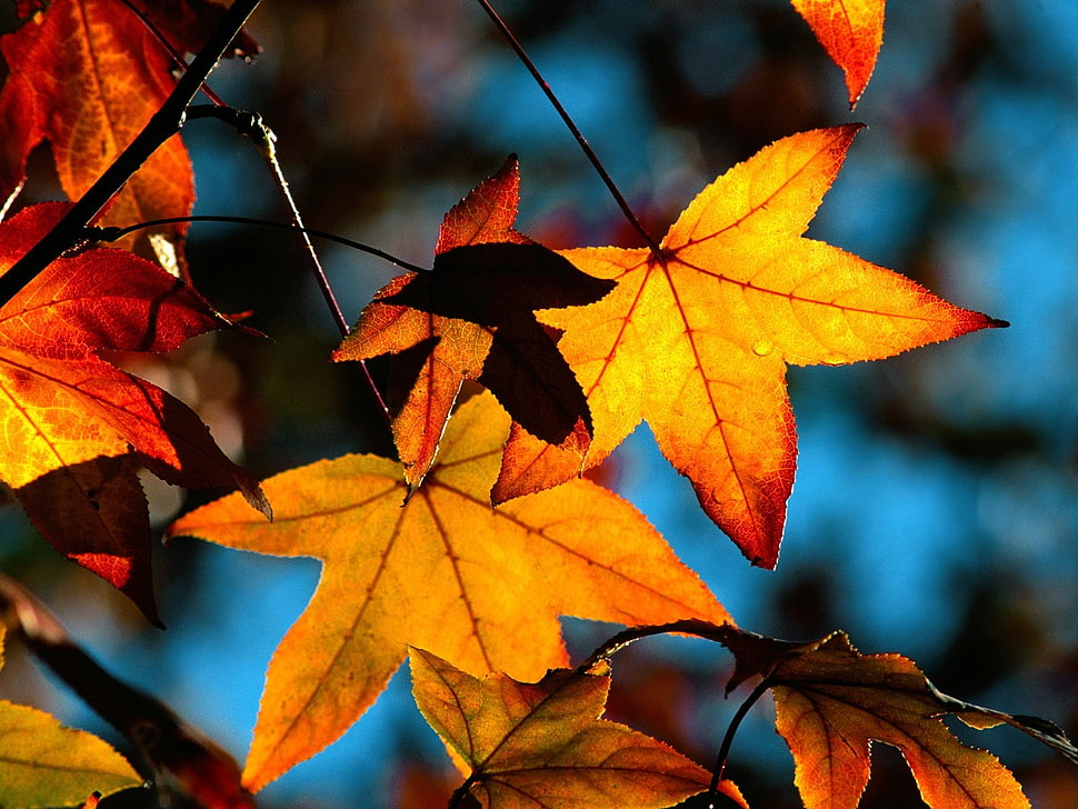 selective focus photo of maple leaves HD wallpaper