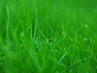 selective focus photography of grass HD wallpaper