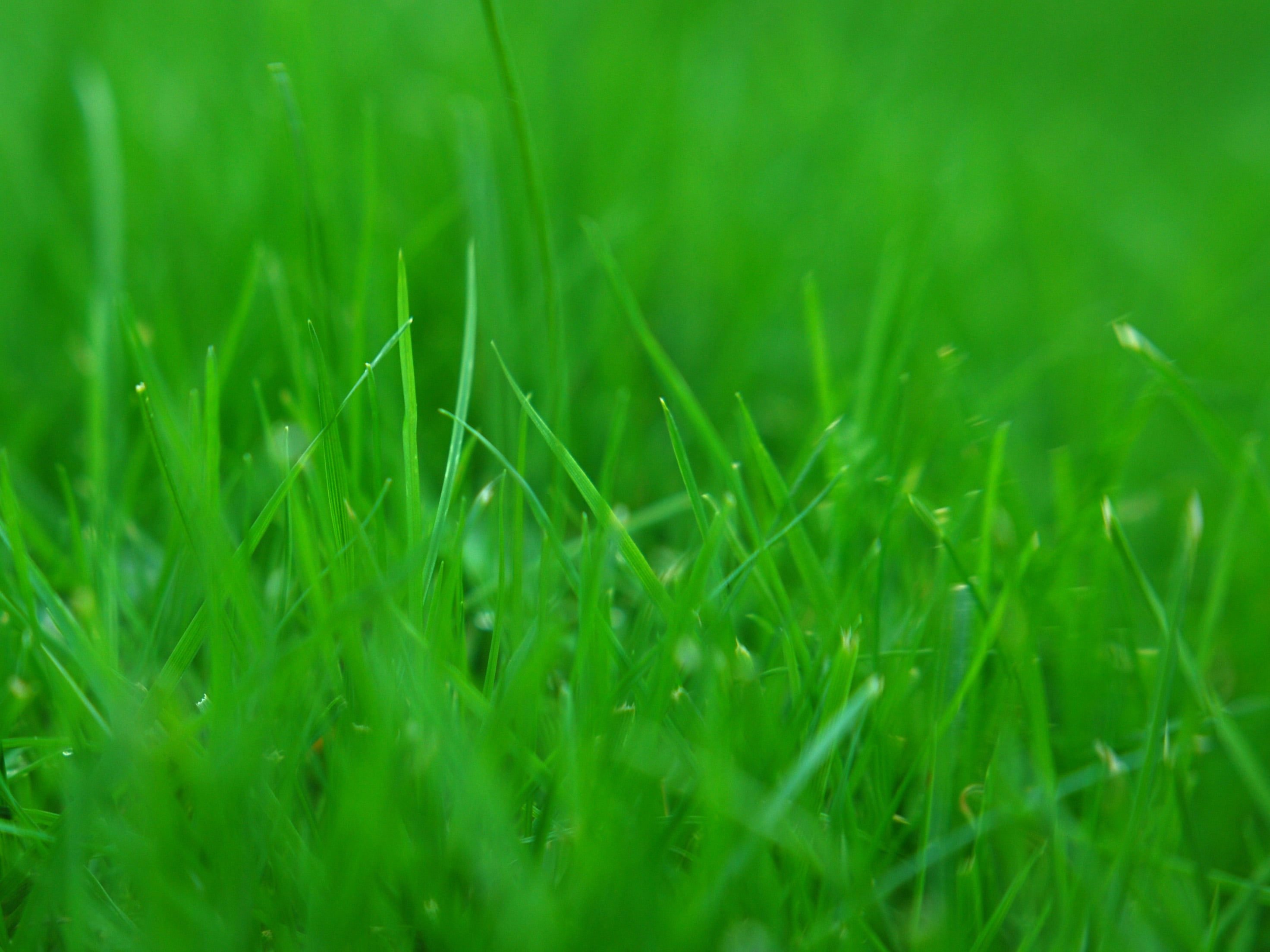 selective focus photography of grass
