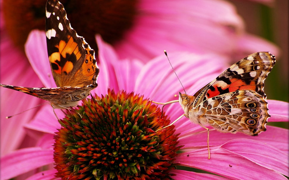 pink Coneflower and butterfly in macro shot photography HD wallpaper