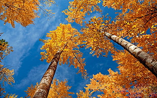 brown and yellow tree HD wallpaper