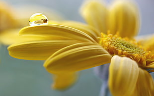 yellow petaled flower, nature, flowers, water drops, macro