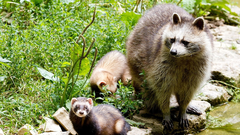 three short-coated animals, raccoons, animals HD wallpaper