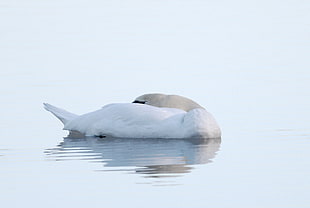 photography of white duck on body of water, swan
