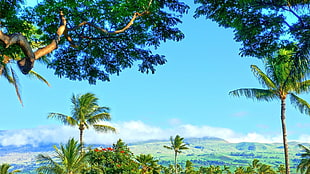 green coconut trees, tropical water, tropical forest, Hawaii, isle of Maui