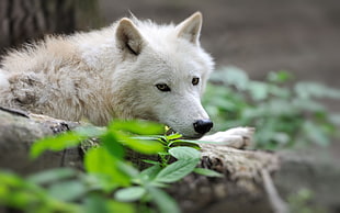 gray dog, wolf