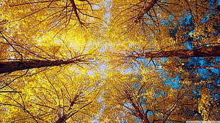 worm's eye view of yellow leafed trees, nature, trees, fall, forest