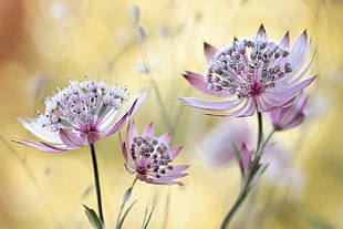 close-up photo of pink-and-white petaled flowers