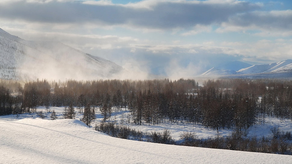 snowy forest, winter, forest, mountains, mist HD wallpaper