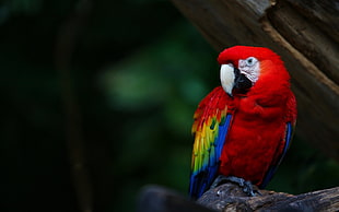 red, yellow, and blue parrot on brown branch