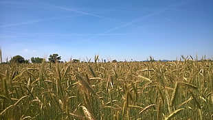 wheat field during daytime HD wallpaper