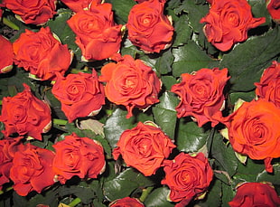 red rose lot