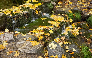 fallen yellow leaves on rushing water