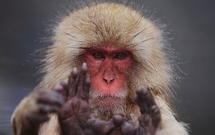 brown baboon