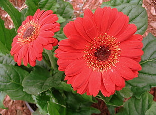 focused photo of red-and-green flower