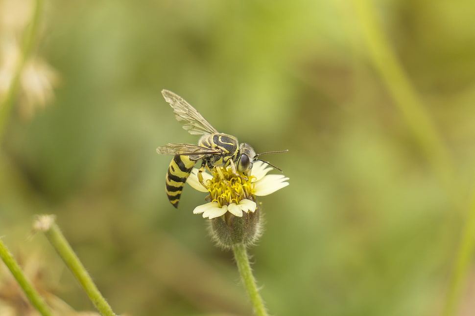 yellow and black bee on white petaled flower during daytime, honey bee HD wallpaper