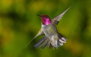 tilt shift photo of gray and purple Hummingbird