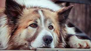 adult medium-coated white and brown dog, dog, animals, Collie