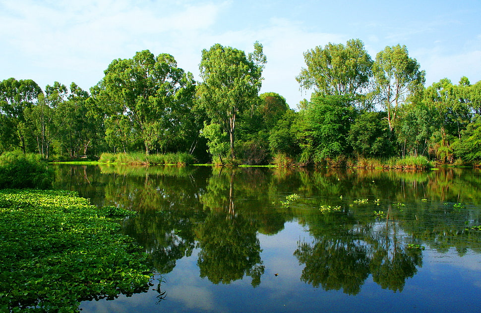 green tree and lake HD wallpaper