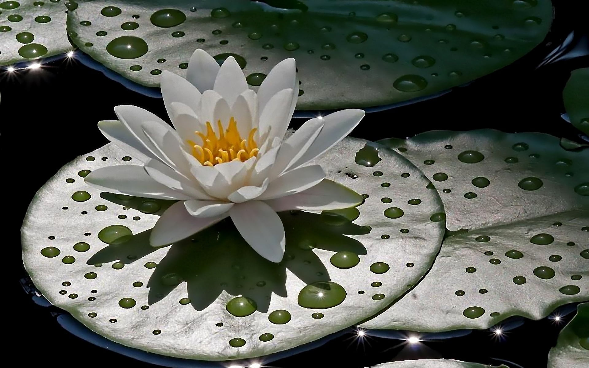 White Lotus flower HD wallpaper | Wallpaper Flare