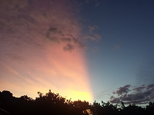 trees and sky, nature